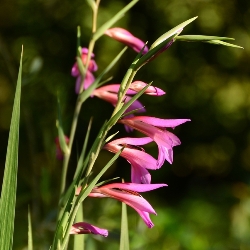 Gladiolus Byzantinus