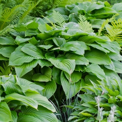Shutterstock_Green Green Leaf Hosta By the Bushel