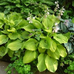 Guacamole Hosta