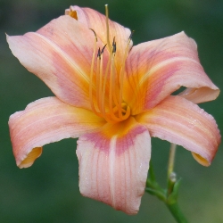 Shutterstock_Halls_Pink Hall’s Pink Daylily