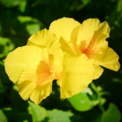 Shutterstock_Harvest_Yellow Harvest Yellow Giant Canna