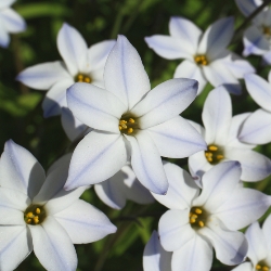 Shutterstock_Ipheion Ipheion Uniflorum 'Starflower'
