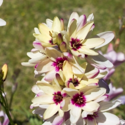 Shutterstock_Ixia Ixia Mixture