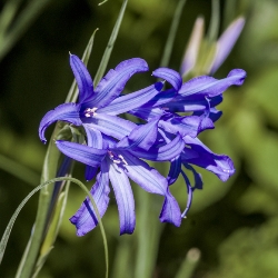 Shutterstock_Ixiolirion Ixiolirion Tataricum