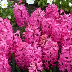 Jan Bos Hyacinth