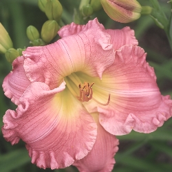 Shutterstock_Jolyene_Nichole Jolyene Nichole Daylily