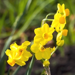 Shutterstock_Jonquilla_Baby_Moon Baby Moon Daffodil