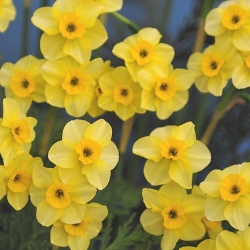 Kokopelli Daffodil