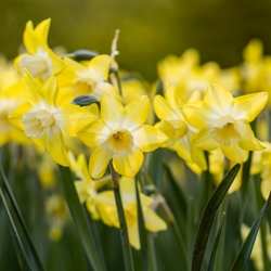 Pipit Daffodil