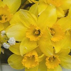 Quail Daffodil