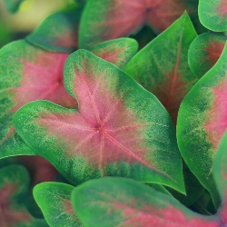 Shutterstock_Kathleen Kathleen Fancy Leaf Caladium