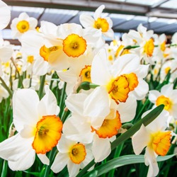 Flower Record Daffodil