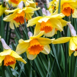 Shutterstock_Large_Cup_Fortissimo Fortissimo Daffodil