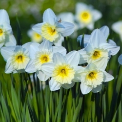 Shutterstock_Large_Cup_Ice_Follies Ice Follies Daffodils by the Bushel