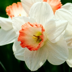 Shutterstock_Large_Cup_Pink_Pride Pink Pride Daffodil