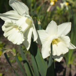 Shutterstock_Large_Cup_Saint_Patricks_Day St. Patrick's Day Daffodil