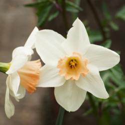 Shutterstock_Large_Cup_Salome Salome Daffodil
