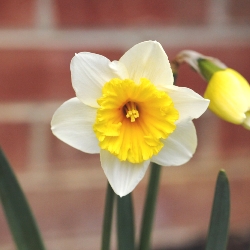 Shutterstock_Large_Cup_Slim_Whitman Slim Whitman Daffodil