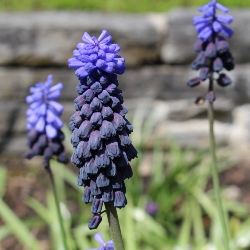 Muscari Latifolium