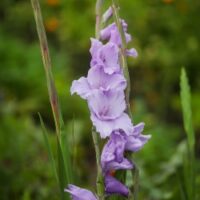 Hybrid Gladiolus
