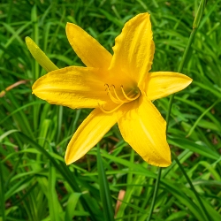 Shutterstock_Lemon_Yellow Lemon Yellow Daylily
