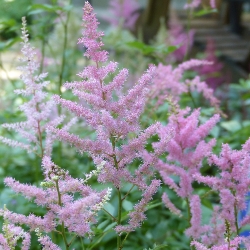 Shutterstock_Lilac Astilbes (False Spirea)