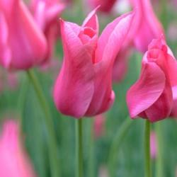 Mariette Tulip