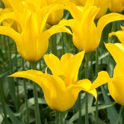 West Point Tulip