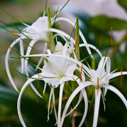 Shutterstock_Littoralis Hymenocallis Littoralis