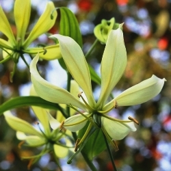 Gloriosa Lutea
