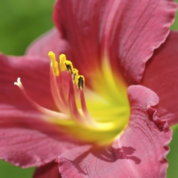 Shutterstock_Mary_Reed Mary Reed Daylily