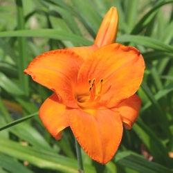 Shutterstock_Mauna_Loa Mauna Loa Daylily