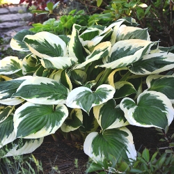 Minuteman Hosta