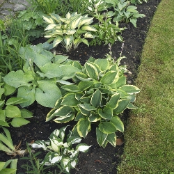 Shutterstock_Mixed Mixed Hosta By the Bushel