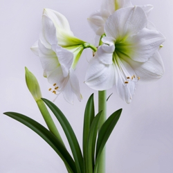 Shutterstock_Mont_Blanc Mont Blanc Amaryllis