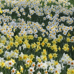 Shutterstock_Naturalizing Naturalizing Daffodils by the Bushel