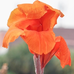 Shutterstock_Orange_Beauty Orange Beauty Giant Canna