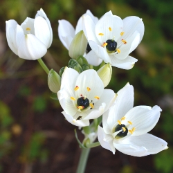 Shutterstock_Ornithogalum_Arabicum Ornithogalum Arabicum