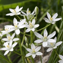 Shutterstock_Ornithogalum_Umbellatum Ornithogalum Umbellatum
