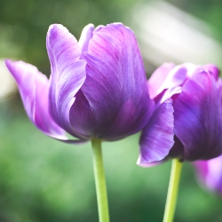 Blue Parrot Tulip