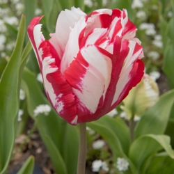 Shutterstock_Parrot_Estella_Rijnveldt Estella Rijnveld Parrot Tulip