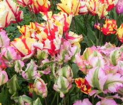 Shutterstock_Parrot_Mixed Mixed Parrot Tulips