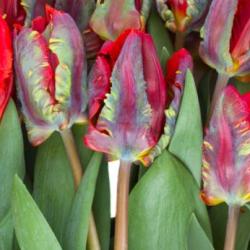 Shutterstock_Parrot_Rococo Rococo Parrot Tulip