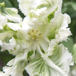 White Parrot Tulip