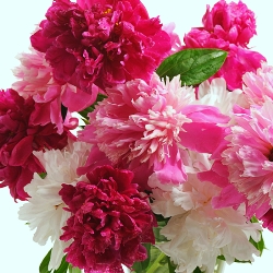 Shutterstock_Peonies Peonies by the Bushel
