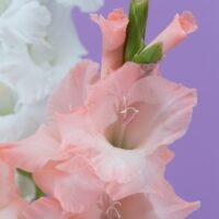 Hybrid Gladiolus