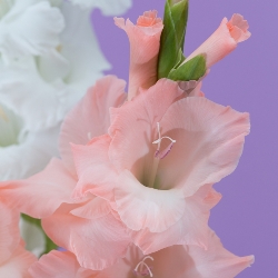 Hybrid Gladiolus