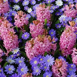 Pink Pearl Hyacinth