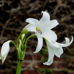 Powellii Album Crinum