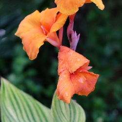 Shutterstock_Pretoria Pretoria Giant Canna